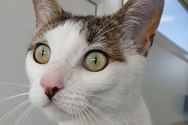Two unlucky moggies hoping for third-time-lucky in search for home