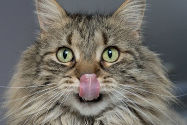 Why do cats have rough tongues?