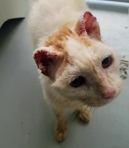 ginger and white cat with stitches on ears
