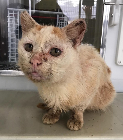 dirty ginger-and-white cat with damaged ears