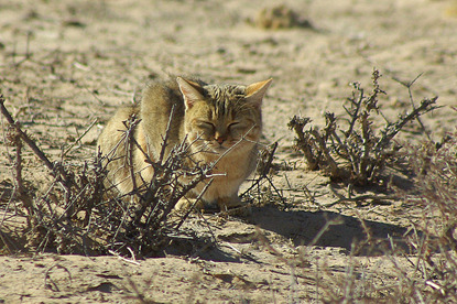 Brown African wildcat sitting with its eyes closed