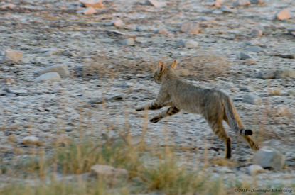 Brown African wildcat leaping through the air in the African savannah