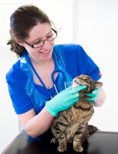 brunette female vet in blue t-shirt examining brown tabby cat on vet table