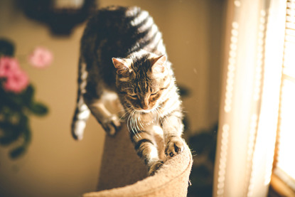 brown tabby cat scratching the back of a chair with its claws