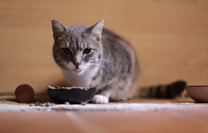 grey and white cat sitting behind a food bowl on a tiled floor