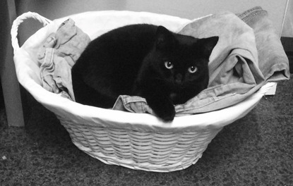 black cat lying in a laundry basket