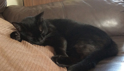 black cat asleep on brown leather sofa