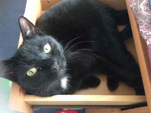 black cat laying inside a wooden drawer
