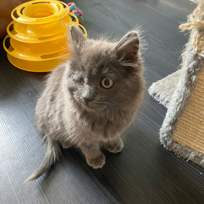 grey long-haired kitten with one eye