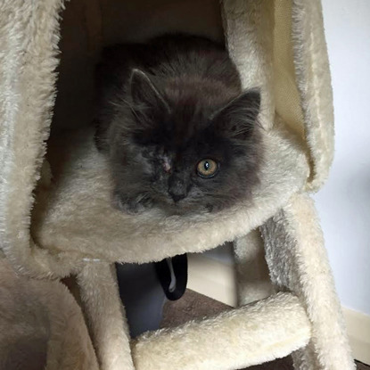 grey long-haired kitten sitting in fluffy beige cat tree