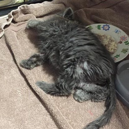 grey longhaired kitten laying on beige towel