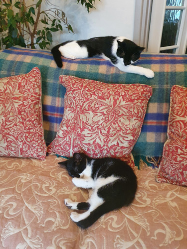 two black and white cats asleep on sofa