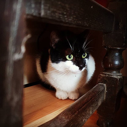 black and white cat sitting inside wooden furniture