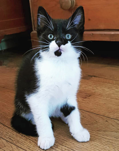 black and white kitten