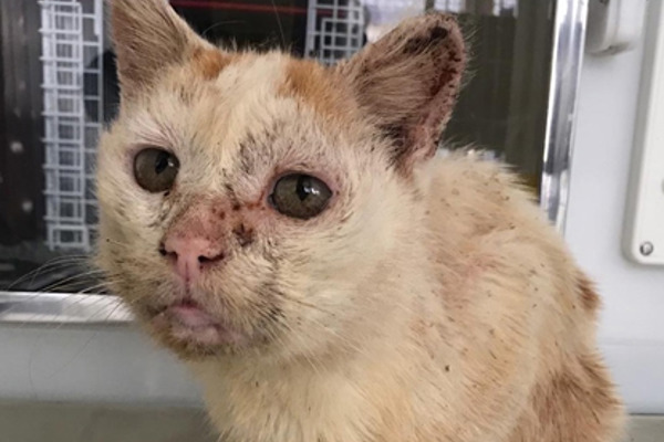 Scruffy stray cat has both ears removed due to sun damage