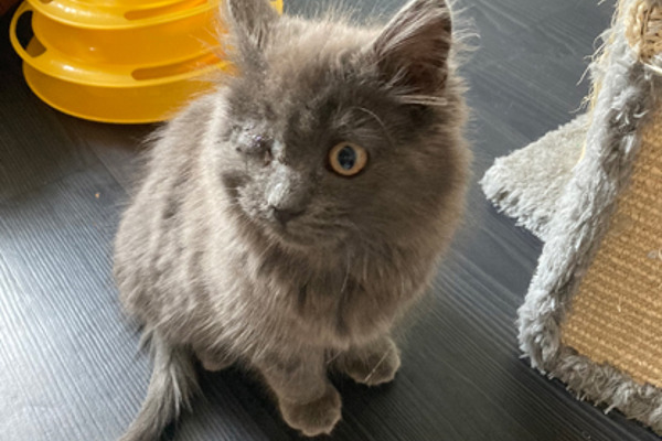 Kitten with infected eye rescued from near-death