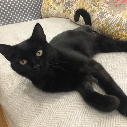 Black cat lying on sofa