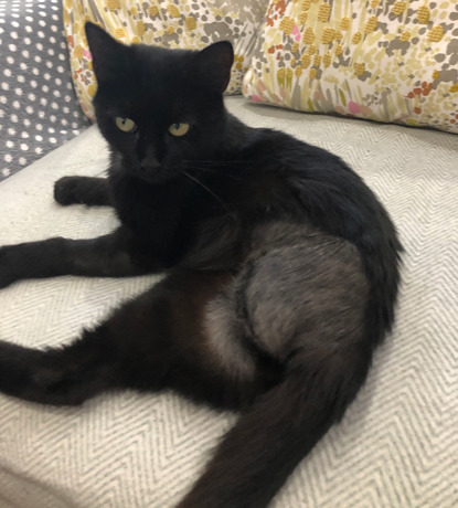 Black cat with shaved fur lying on sofa