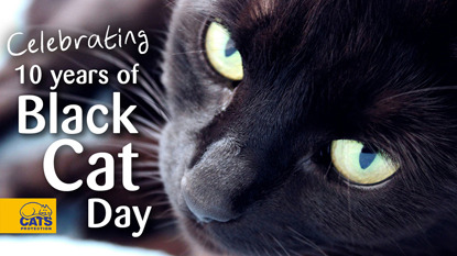 Celebrating 10 years of Black Cat Day text next to close-up photo of black cat