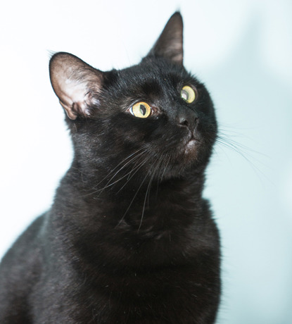 Black cat against white backdrop