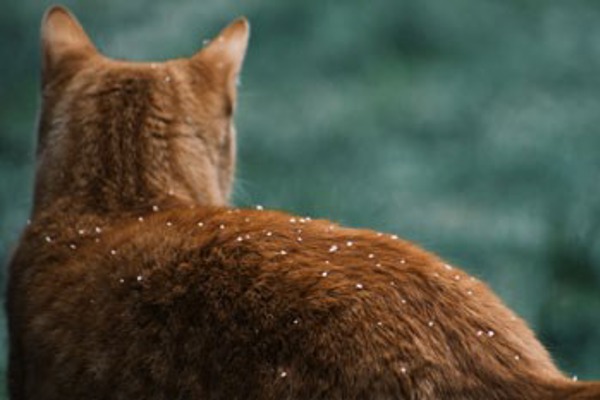 Are you an expert on keeping your cat safe in winter?