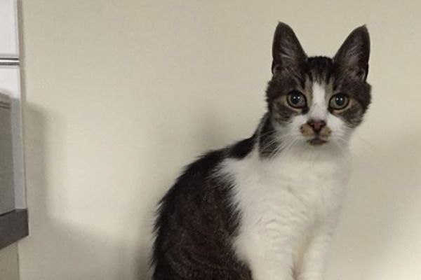 Caring cat lovers give stray Toby a new home