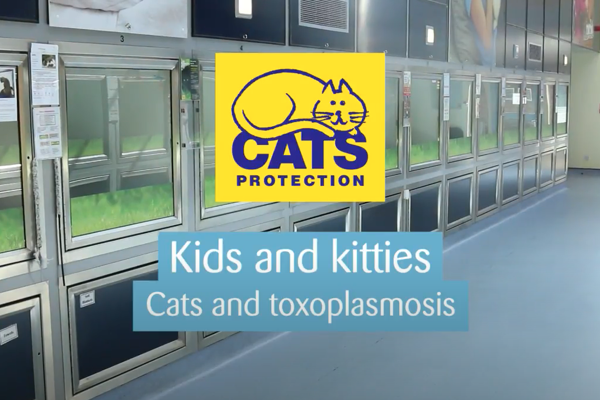 Kids and kitties: What is toxoplasmosis?