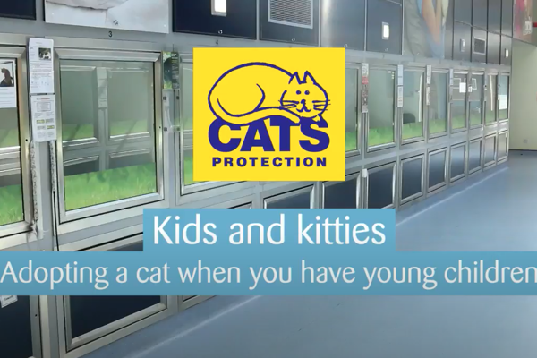 Kids and kitties: Should I adopt a cat when I have young children?