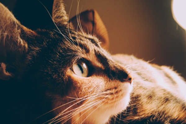 Caring for indoor cats – how to keep them safe and happy