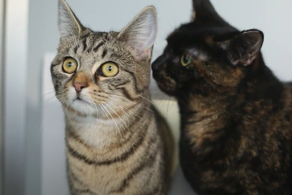 Meet the sponsor cats – Marina & Marcia