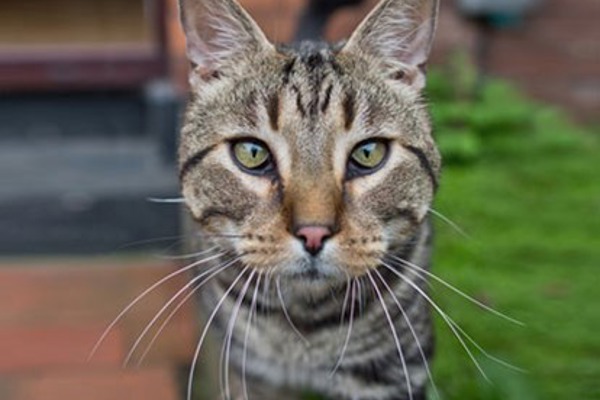 Cats Calendar star Frost was rehomed from former animal testing facility