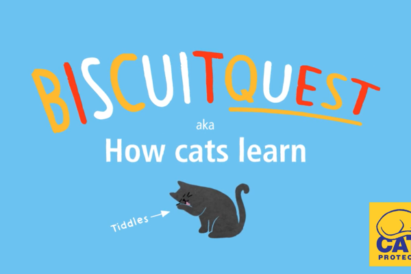 How do cats learn?