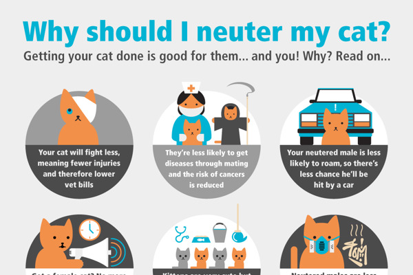 Did you know? 7 facts about neutering