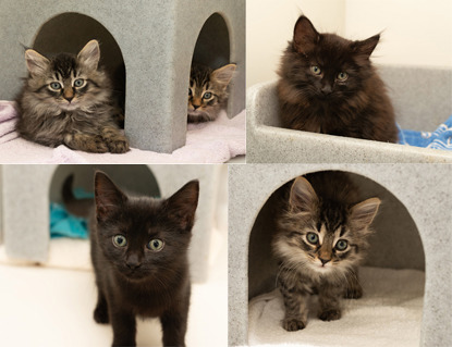Collage of photos of five nine-week-old kittens, three tabby and two black