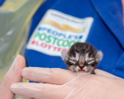 Newborn tabby kitten held in gloved hand with People's Postcode Lottery logo in background