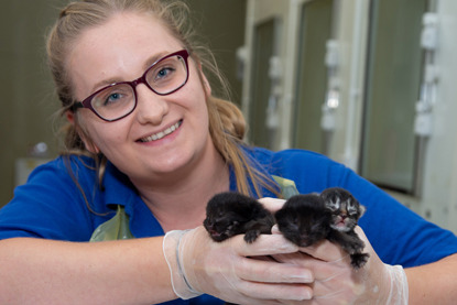 Blonde woman with glasses holding three newborn kittens in gloved hands