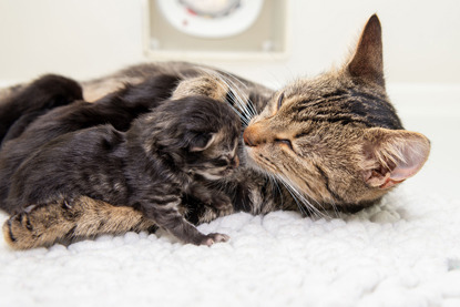 Adult tabby cat licking the head of newborn tabby kitten