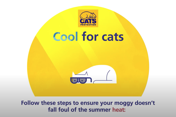 Keeping your cat cool in warm weather