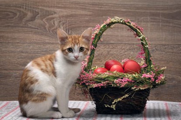 Preparing your cat for Easter