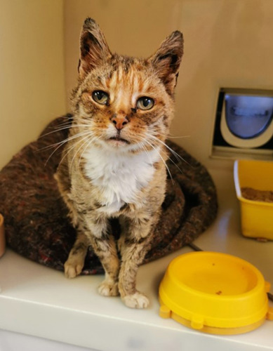 brown tabby cat with shaved fur standing in adoption centre pen