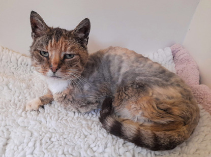 brown tabby cat with shaved fur laying on white fleece blanket