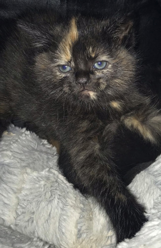 tortoiseshell kitten sitting on white fleece blanket