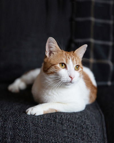 ginger-and-white three-legged cat sitting on navy blue sofa