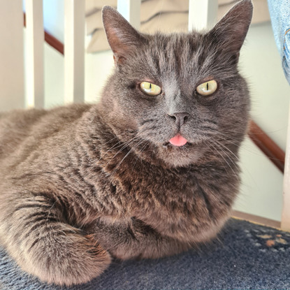 grey cat with tongue sticking out