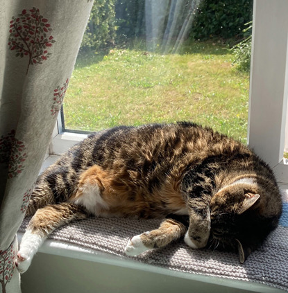 brown tabby-and-white cat lying on windowsill with paw draped over its face