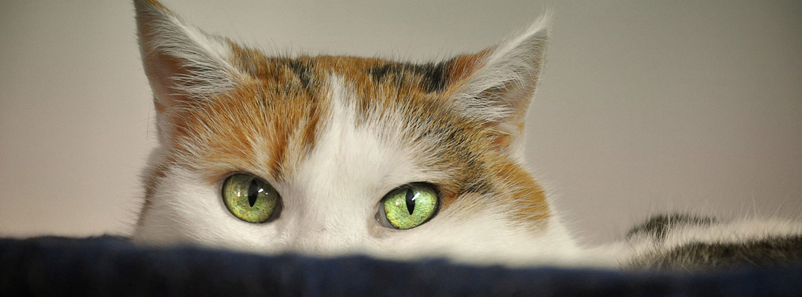 Why Cats Lick Plastic And Other Odd Behaviors Explained