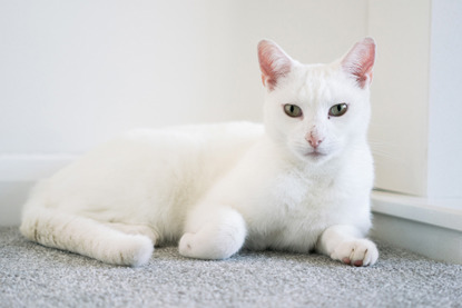 white cat sitting on grey carpet