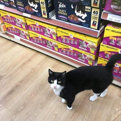 black-and-white cat standing in front of shelves of cat food