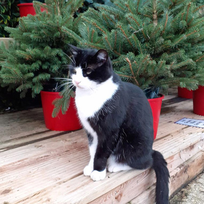 black-and-white cat sitting in front of display of Christmas trees