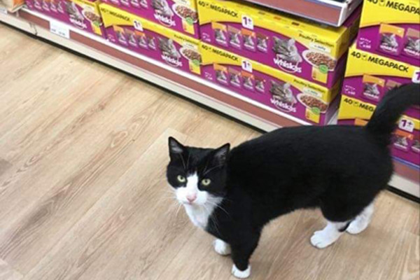 Beloved shop cat is home from The Range thanks to his microchip